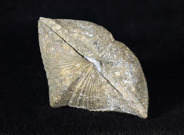 Paraspirifer bownockeri (STEWART 1927) - Bild © FossNet FossilienStore